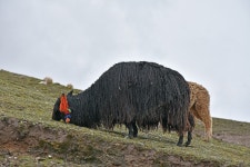 무료 이미지 : 일곱, 그림 물감, 산들, 되다, 고지, 건초, 목장, 잔디, 언덕, 목초지, 경치, 록, 빨대, 야생 생물 6000x4000 - lunita... 