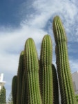 Free Images : flower, saguaro, caryophyllales, flowering plant, man made object, land plant, hedgehog cactus 3456x5184 - - 210594... 
