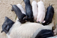 빠는 사진 - 무료 이미지 & 무료 이미지 - PxHere