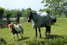 무료 이미지 : 목장, 농장, 식물, 하늘, 일하는 동물, 나무, 잔디, 육상 동물, 방목, 경치, 목초지, 갈기, 팩 동물, 간, 자연 경관, 밤색... 