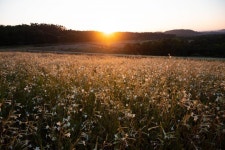 Free Images : sky, field, flower, natural landscape, grass family, wildflower, flowering plant, meadow, prairie, mountain, Forb... 