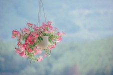 무료 이미지 : 꽃들, 아름다운, 경치, 파스텔, 신선한, 자연스러운, 하늘, 푸른, 분기, 나무, 낮, 지구의 분위기, 봄, 구름, 식물, 벚꽃... 