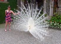 White peacock Photos - Free Images & Free stock photos - PxHere