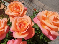 무료 이미지 : 꽃들, 복숭아 같은, 장미 꽃 봉오리, 꽃잎, 식물학, 주황색, Hybrid tea rose, 담홍색, 잔디, 꽃꽂이, 꽃 피는 식물, 정원... 