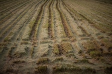 무료 이미지 : 농업, 후, 아시아 사람, 배경, 갈색, 한 지방, 농장주, 들, 전지, 식품, 녹색, 경치, 자연스러운, 아일랜드 사람, 무늬... 