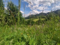 Free Images : nature, forest, austria, schrattenbach, flower, natural landscape, herbaceous plant, groundcover, grassland... 