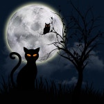 Free Images : night, cat, fantasy, darkness, sky, moonlight, full moon, computer wallpaper, halloween, midnight, tree 3000x3000... 