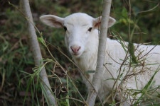 Ovis Photos - Free Images & Free stock photos - PxHere