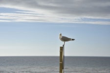 무료 이미지 : 바닷가, 경치, 바다, 자연, 모래, 대양, 수평선, 하늘, 육지, 웨이브, 해조, 휴가, 부리, 푸른, 물줄기, 도요 물떼새... 