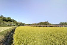 지역, 농장, 잔디 가족, 농업, 목장, 봄, 식물, 나무, 경치, 수확고... 지역, 농장, 잔디 가족, 농업, 목장, 봄, 식물, 나무, 경치, 수확고... 