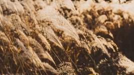 Free Images : atmosphere, ecoregion, natural landscape, vegetation, sunlight, wood, agriculture, grass family, field, beauty... 