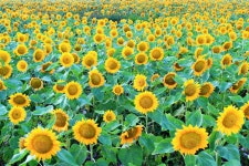 무료 이미지 : 태양 꽃, 꽃 피는 식물, 들, 노랑, 농원, 해바라기 씨, 수확고, 꽃잎, 데이지 가족, 연간 공장, 채식주의 자 음식... 