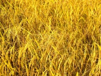 경작, 목초지, 동양인, 기르다, 논, 아일랜드 사람, 삼백초, 잔디 가족, 육상 식물 5184x3456 - - 948144 - 무료 이미지 - PxHere 무료 이미지 : 집... 