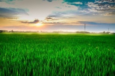 Free Images : landscape, tree, horizon, cloud, sky, sun, sunrise, field, farm, meadow, prairie, sunlight, morning, dawn, evening... 