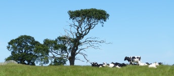 있는, 자연 경관, 목초지, 작은 가지, 잔디, 일하는 동물, 트렁크, 경치, 육상 동물, 야생... 관목, 낙농 3560x1556 - kevlahead - 1644934 - 무료... 