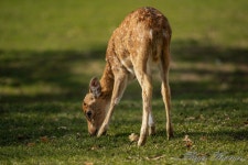 무료 이미지 : 잔디, 자연, 목초지, 야생 생물, 육상 동물, groundcover, 주둥이, 모피, 목장, 흰 꼬리 사슴, 대초원, 방목, 원정... 
