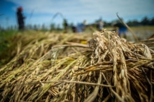 제삼 사진 - 무료 이미지 & 무료 이미지 - PxHere