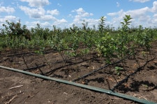 Free Images : cherry, orchard, sky, cloud, plant community, land lot, agriculture, groundcover, soil, terrestrial plant... 