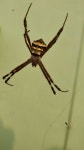 Free Images : nature, spooky, spiderweb, dark, darkness, black, invertebrate, spider web, cobweb, close up, scary, danger... 