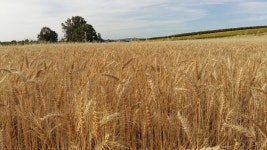 맥아, 대초원, 시리얼 세균, 목초지, 병아리, 빨대, 밀크 딘켈, 꽃 피는 식물, 농원, 평원, 식물 줄기, 농장 4128x2322 - AgustinaFotos... 