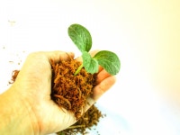 성장하는, 땅, 잎, 생명, 자연, 새로운, 뿌리, 어린 나무, 씨, 모, 작은, 흙, 봄, 새싹, 줄기 3200x2400 - icon0com - 1441089 - 무료 이미지 - PxHere