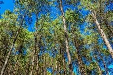 무료 이미지 : 숲, 분기, 안개, 햇빛, 잎, 트렁크, 자작 나무, 가을, 경계표, 인테리어 디자인, 삼림지, 서식지, 현대 미술, 자연 환 경... 