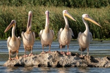 Brown pelican Photos - Free Images & Free stock photos - PxHere