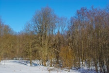 저녁, 목장, 식물 줄기, 반사, 온화한 침엽수 림, 동토대, 소나무 가족, 자작 나무 가족, 가을, 오래된 성장의 숲, 관목 3504x2336 - paul... 