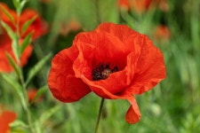 Pheasants eye Photos - Free Images & Free stock photos - PxHere