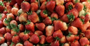 무료 이미지 : 자연 식품, 식물, frutti di bosco, 현지 음식, 액세서리 과일, 말린 씨앗, 고산 딸기, 슈퍼 푸드, 생기게 하다... 