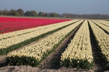 Free Images : tulips, holland, bulbs, field, cash crop, flower, farm, agriculture, plantation, tulip, flowering plant, lily... 