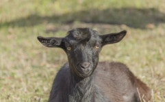 Free Images : nature, grass, outdoor, farm, meadow, country, wildlife, horn, pasture, livestock, black, baby, fauna, goats, snout... 