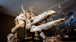 무료 이미지 : 공룡, 박물관, 해골, 쥬라기의, 레플리카, Carnotaurus, 소멸, 메카, 관광 명소, 목재, 가상의 인물, 화석, 소설... 