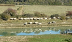 무료 이미지 : 양, Alfriston, 자연 보호 구역, 수로, 습지, 은행, 목장, 군중, 저수지, 홍수터, 목초지, 수자원, 호수, 잔디, 나무... 