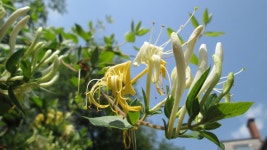 식물, 허니버클, japanese honeysuckle, 관목, 불을 피우다, 허니 서클 가족, 일랑 일랑, 케이 퍼 가족 4608x2592 - Valery Nosko - 1617033... 