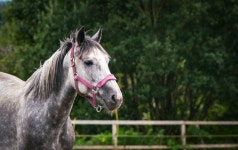 무료 이미지 : 동물, 초상화, 갈기, 종마, 포유류 같은 말, 목장, 바다, 나무, 굴레, 잔디, 무스탕 말, 말 압정, 가축, 고삐, 주둥이... 