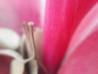 무료 이미지 : 자연, 빨간, 녹색, 튤립, 꽃 피는 식물, 꽃잎, 시클라멘, 식물학, 초본 식물, candy cane sorrel, 식물 줄기, 안 스리... 