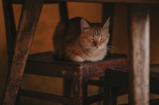 무료 이미지 : 착한 애, 중소형 고양이, 구레나룻, 동물 상, 포유 동물과 같은 고양이, 목재, 주둥이, 고양이 새끼, 창문, 카니발란... 