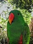Lovebird Photos - Free Images & Free stock photos - PxHere - 11