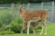 Free Images : fallow deer, young deer, petting zoo, drinking, maternal care, plant, fence, tree, fawn, terrestrial animal, mesh... 