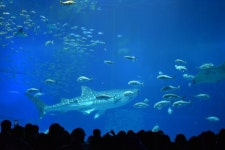 Whale shark Photos - Free Images & Free stock photos - PxHere