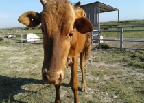 무료 이미지 : 암소, 가축, 녹색, 축산, 펜싱, 빨대, 하늘, 생태... 작물, 농원, 수평선, 농장, 스텝 7000x5000 - lazaros lazarou - 1644489 - 무료... 