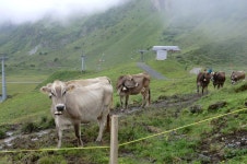무료 이미지 : 스위스, 푸르 카, 산악 지형, 포유 동물과 같은 소, 목장, 고지, 목초지, 방목, 농촌 지역, 들, 농업, 언덕 역, 젖소... 