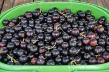 씨없는 열매, 생기게 하다, 성분, 꽃 피는 식물, frutti di bosco, 슈퍼 푸드, 현지 음식, 올리브 가족, 상식, Superfruit, 액세서리 과일... 