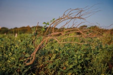 무료 이미지 : 바닷가, 육지, 하늘, 옥외, 플로라, 자연 경관, 농업... 목재, 목장, 황혼, 현금 작물, 가을, coquelicot, 해바라기, 붓 드레 아... 