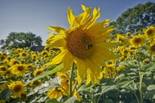 Free Images : sunflowers, sunflower field, nature, summer, flowers, flora, plants, agriculture, flower, natural environment... 