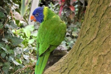 무료 이미지 : 진훙 잉꼬, 동물 공원... 작은 잉꼬, 꼬리, 야생 생물, 행사, 천연... 진훙 잉꼬, 동물 공원, 화려한, 식물학, 자연... 