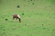 Free Images : landscape, tree, nature, grass, wilderness, mountain, sky, field, meadow, prairie, hill, wildlife, herd, pasture... 