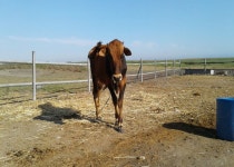 건초, 들, 대초원, 행사, 목장, 나무, 수확고, 흙, 현금 작물, 농원, 수평선, 농장, 스텝 7000x5000 - lazaros lazarou - 1644489 - 무료 이미지 - PxHere