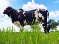 무료 이미지 : 황소, 농장, 동물, 젖소, 목장, 목초지, 암소 염소 가족, 가축, 잔디 가족, 하늘, 농촌 지역, 방목, 경치, 식물, 들, 논... 